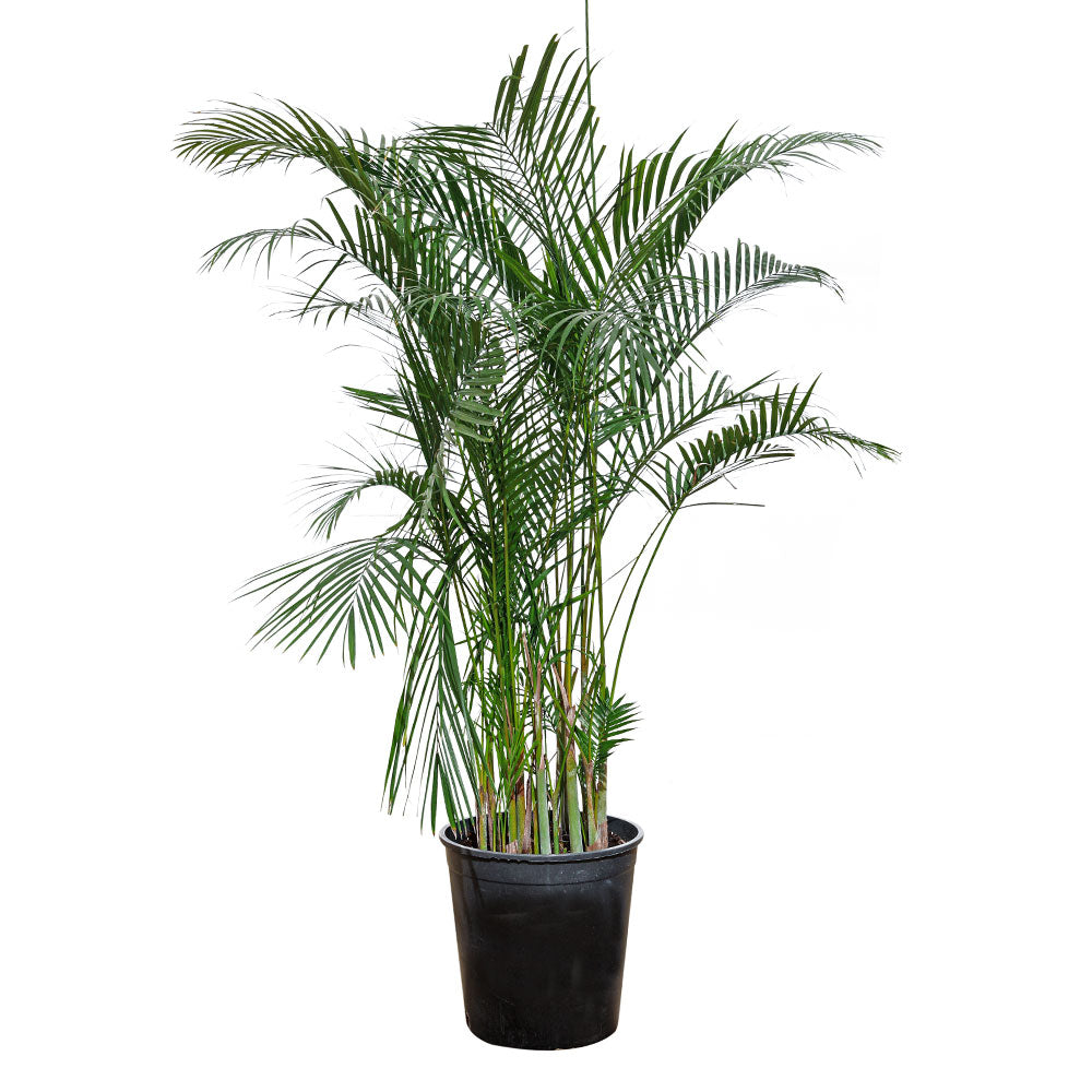 CHRYSALIDOCARPUS LUTESCENS نخلة الأريكا