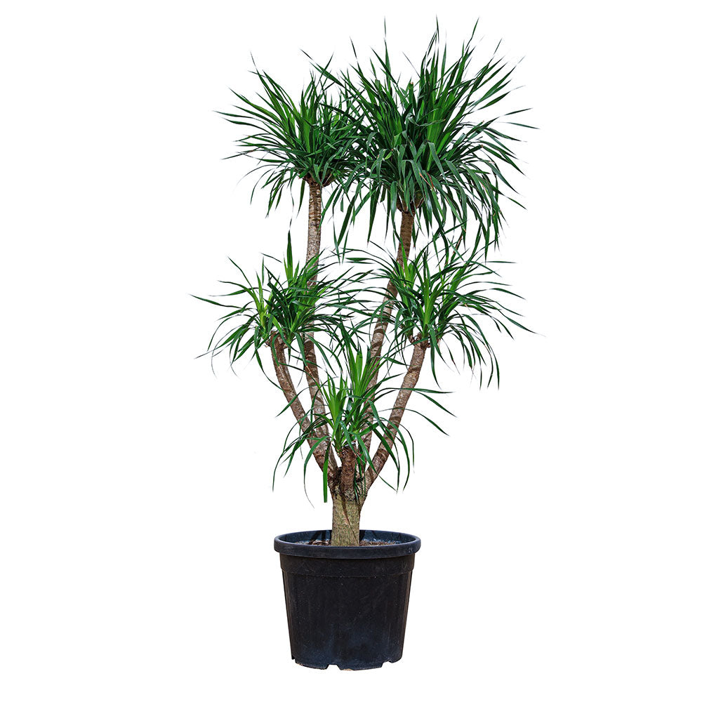 DRACAENA DRACO MULTI BRANCHES H-1.5M -دراسينا دراكو المتفرعه
