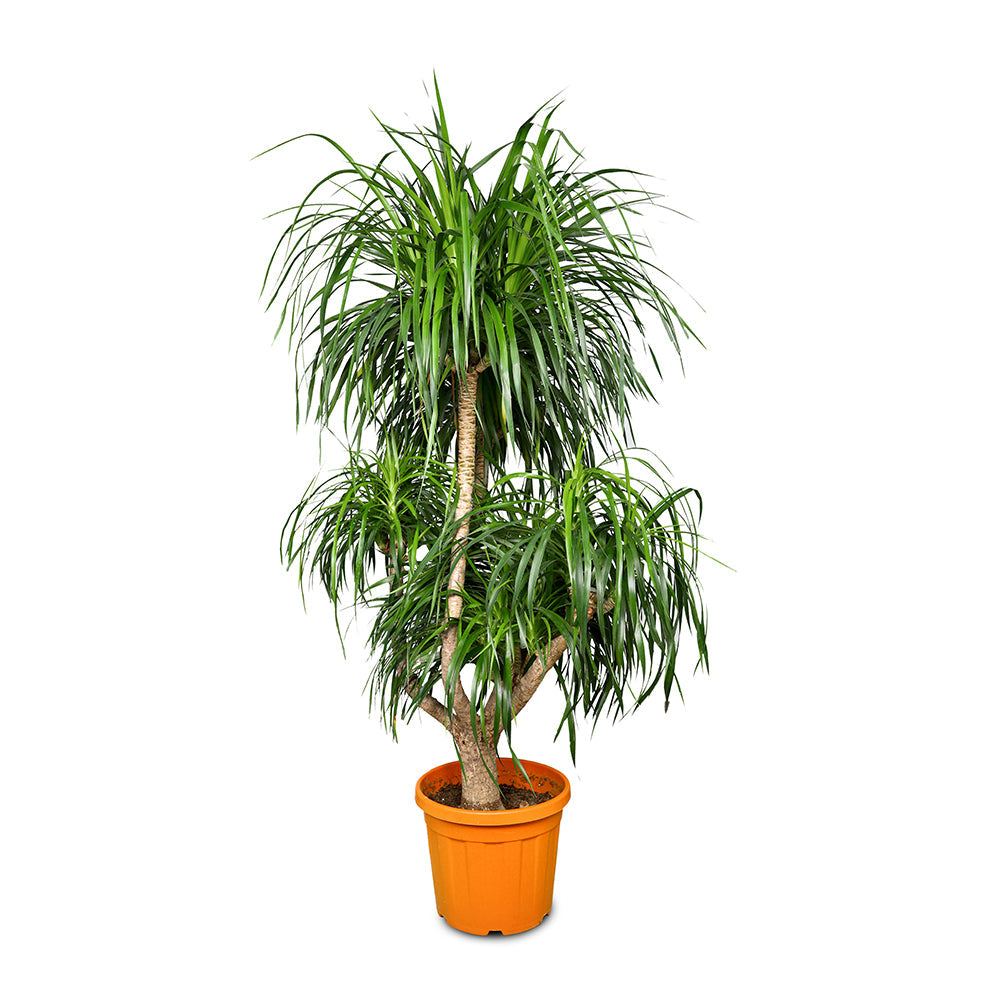  دراسينا دراكو المتفرعه