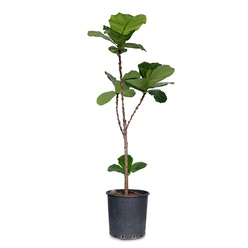 فيكس ليراتا - ارتفاع 130 سم