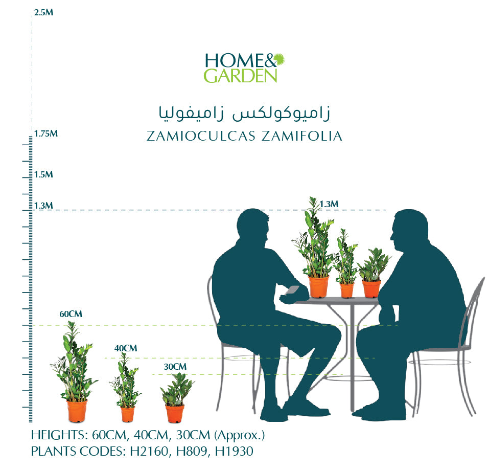 ZAMIOCULCAS ZAMIFOLIA H40 - زاميوكولكاس (زاميا)