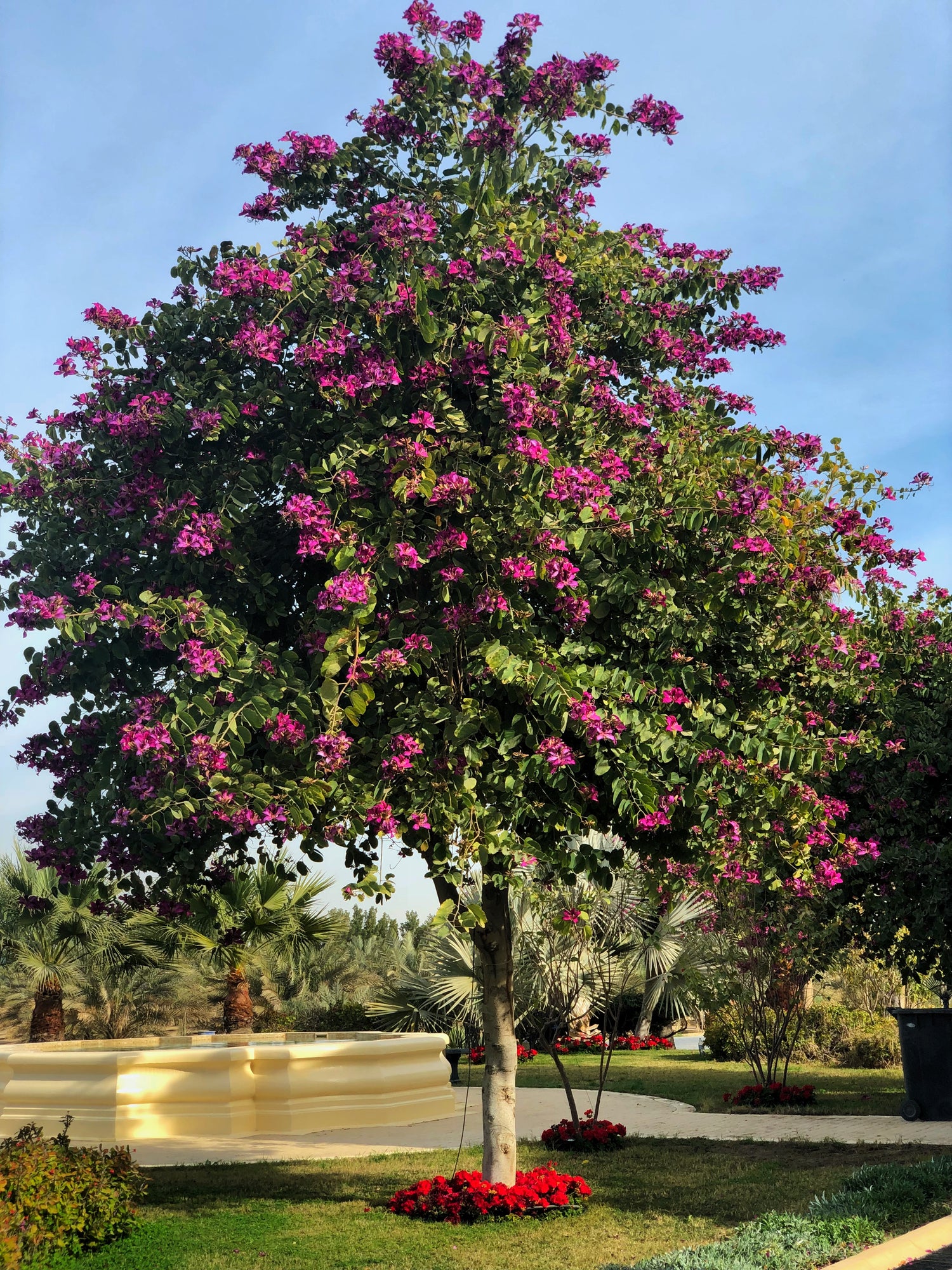 BAUHINIA BLAKEEANADUNN بوهينيا