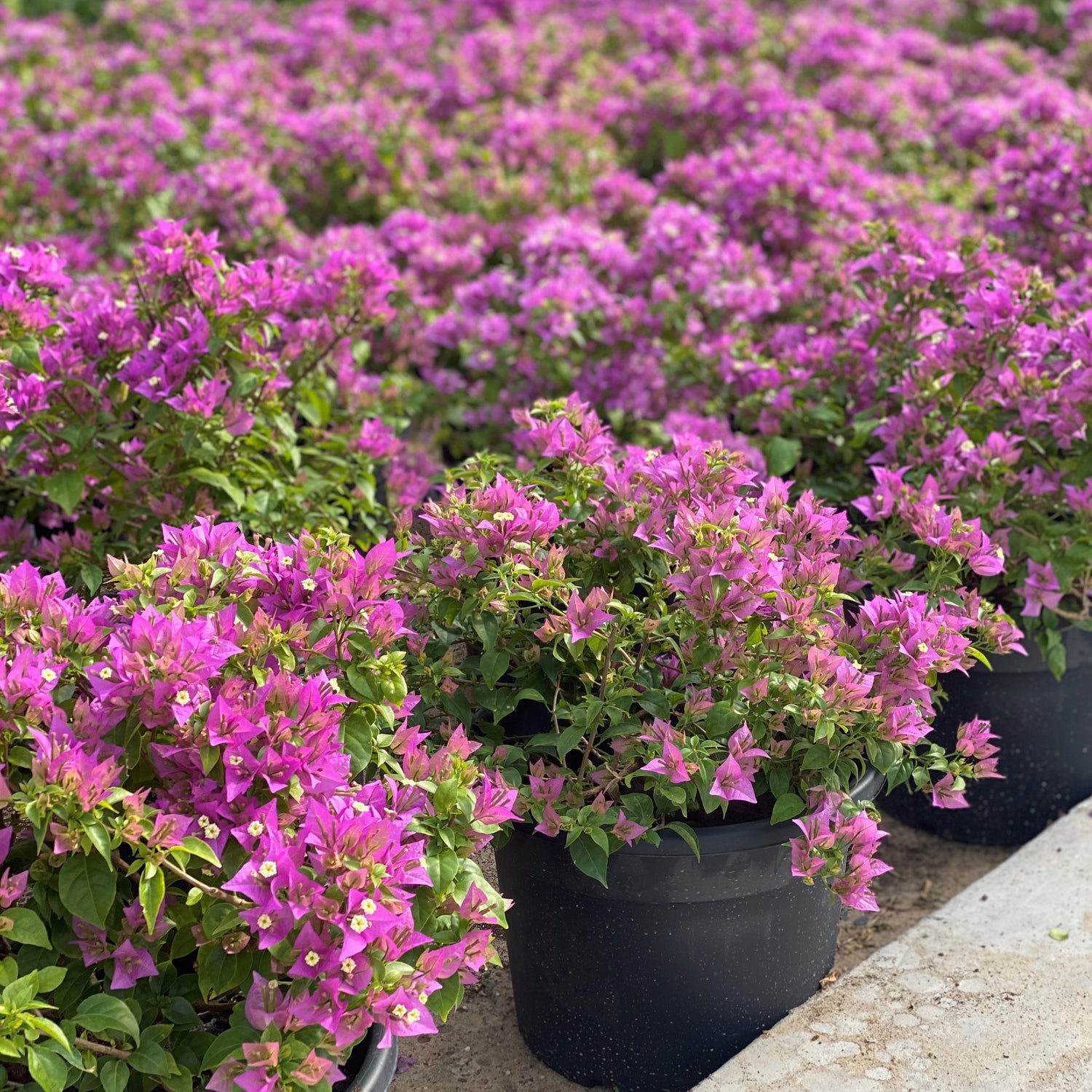 BOUGAINVILLEA COMO جهنمية (مجنونة) كومو