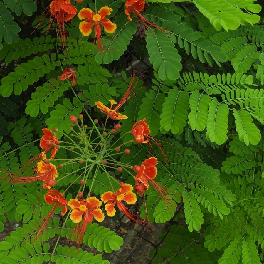 CAESALPINIA PULCHERRIMA 3 MTR نبتة قيسالبينيا بولتشيريما