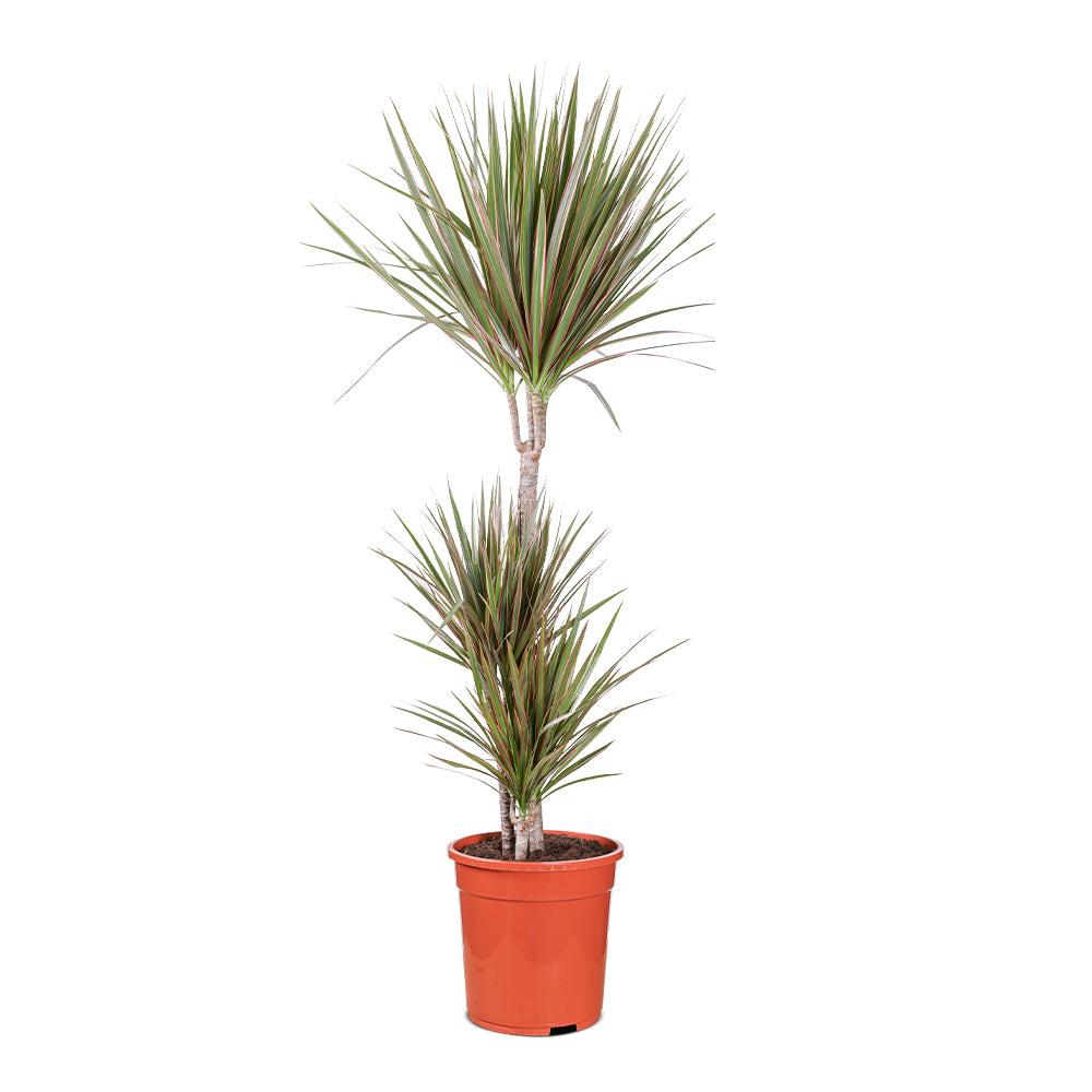 DRACAENA MARGINATA BICOLOR   دراسينا مارجيناتا