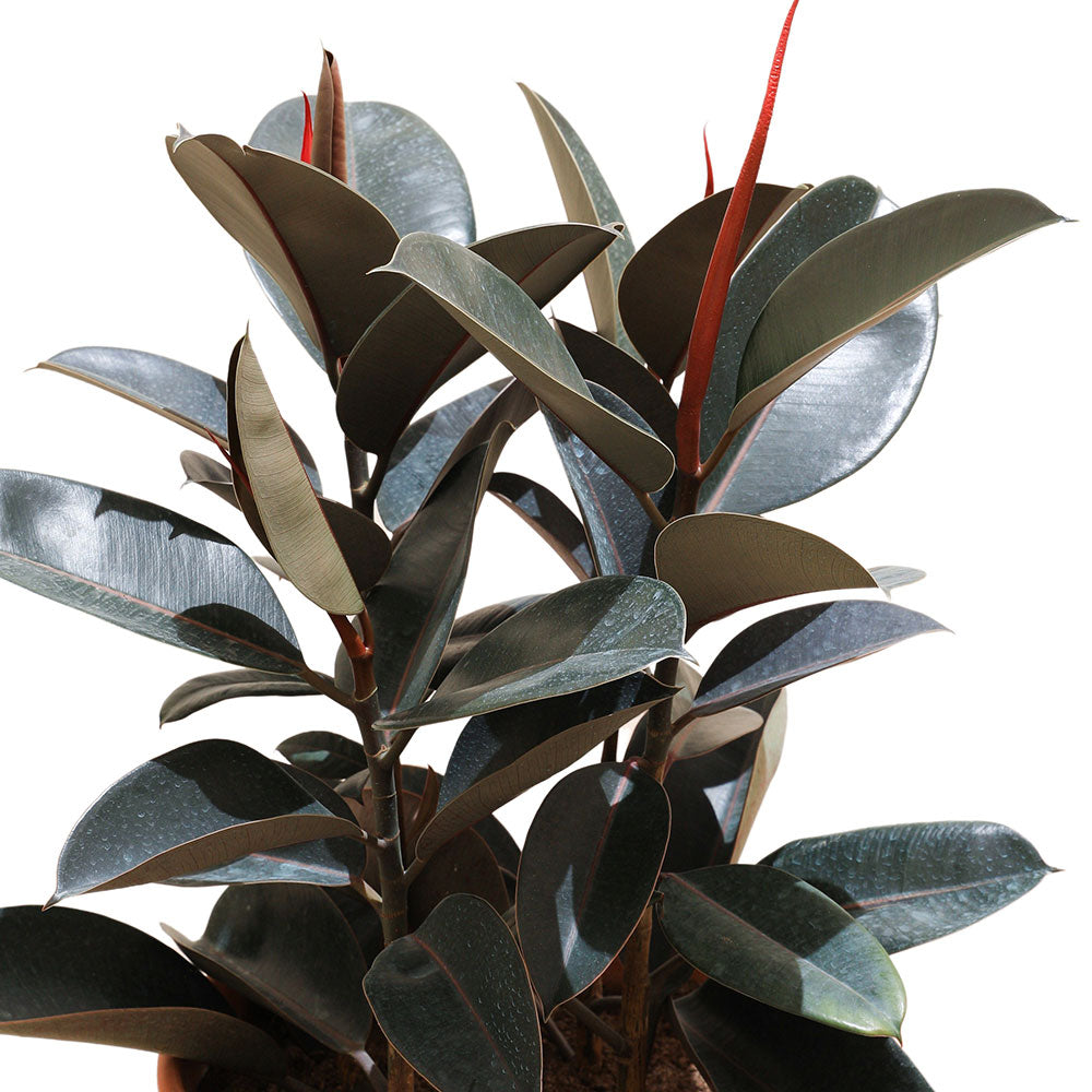 FICUS ELASTICA BURGUNDY فيكس مطاطي 