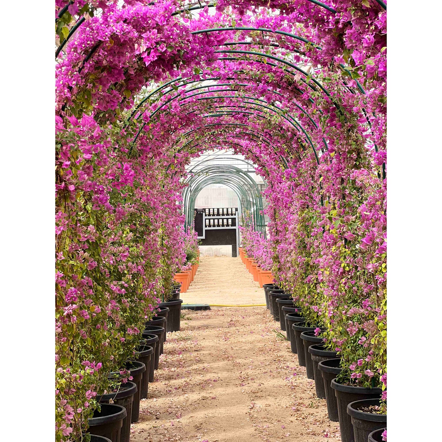 BOUGAINVILLEA COMO IN ARCH جهنمية كومو في قوس تسلق