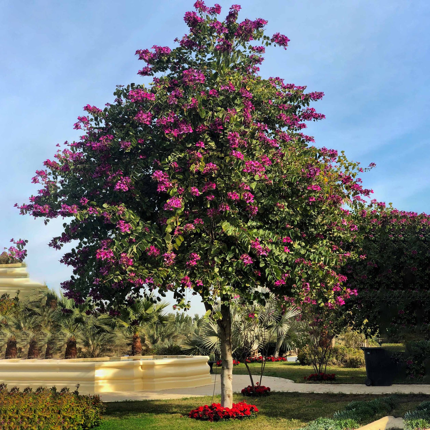 BAUHINIA PURPUREA	بوهينيا البنفسجية