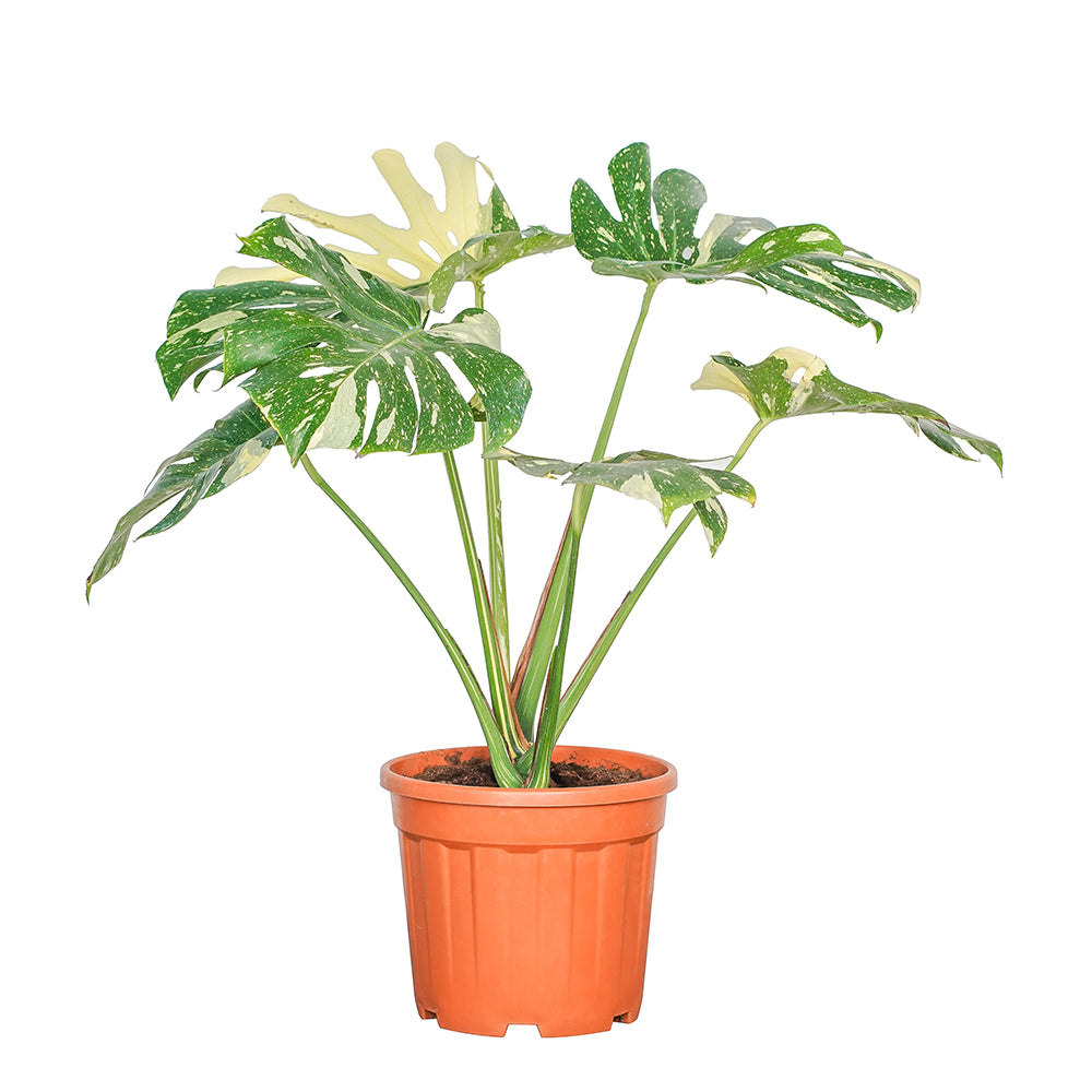 MONSTERA THAI CONSTELLATION 50CM مونستيرا تاي