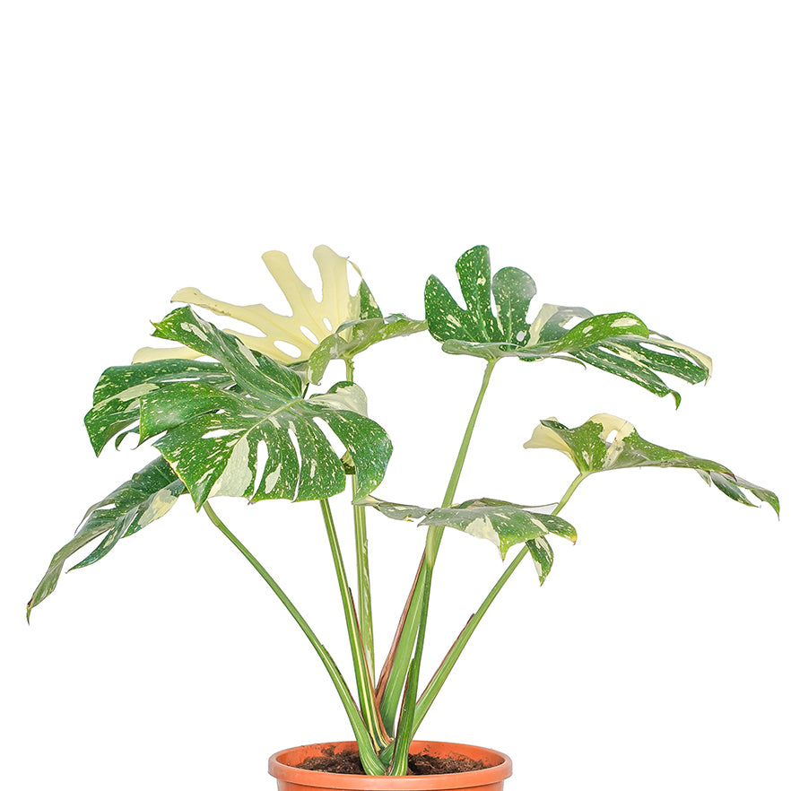 MONSTERA THAI CONSTELLATION 50CM مونستيرا تاي