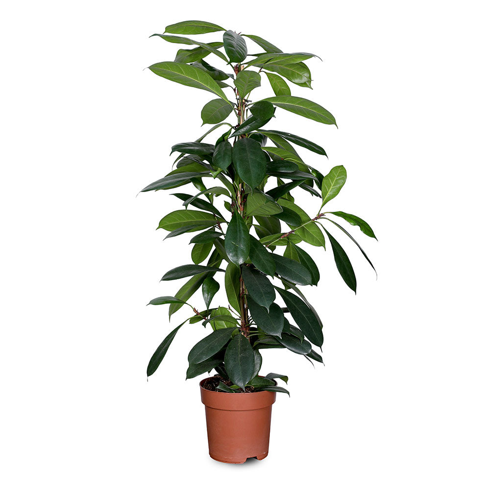 FICUS CYATHISTIPULA H-105cm - فيكس سياثيستيبولا 