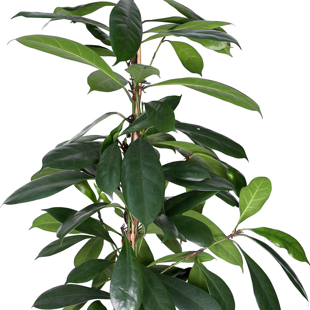 FICUS CYATHISTIPULA H-105cm - فيكس سياثيستيبولا