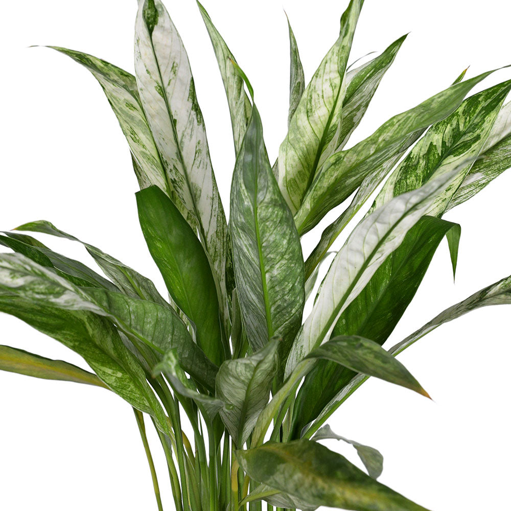 SPATHIPHYLLUM VARIEGATED -  سباثيفيلوم مبرقشة