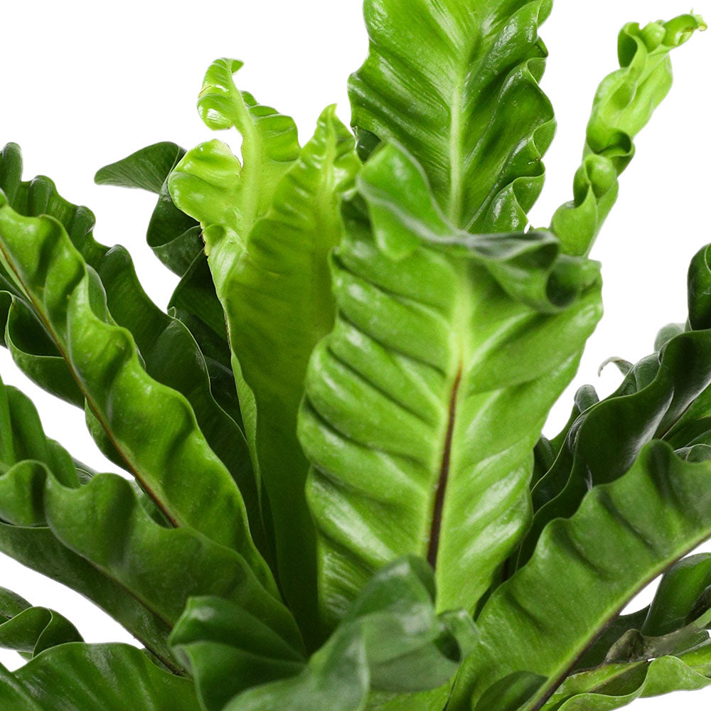 ASPLENIUM NIDUS CRISPY - أسبلينيوم نيدوس كريسبي