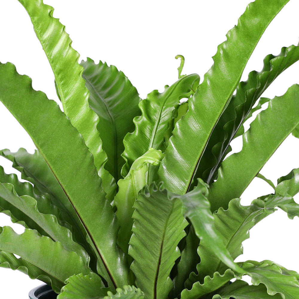 ASPLENIUM NIDUS - أسبلينيوم نيدوس