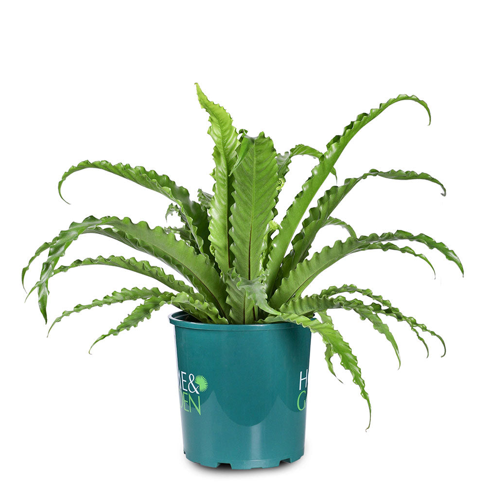 ASPLENIUM NIDUS - أسبلينيوم نيدوس