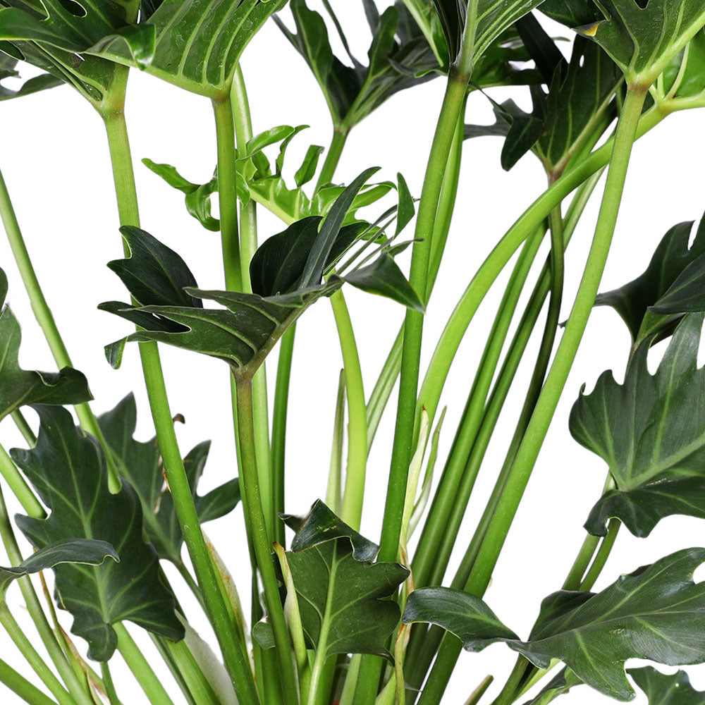 PHILODENDRON XANADU 6LTR - فيلودندرون زانادو