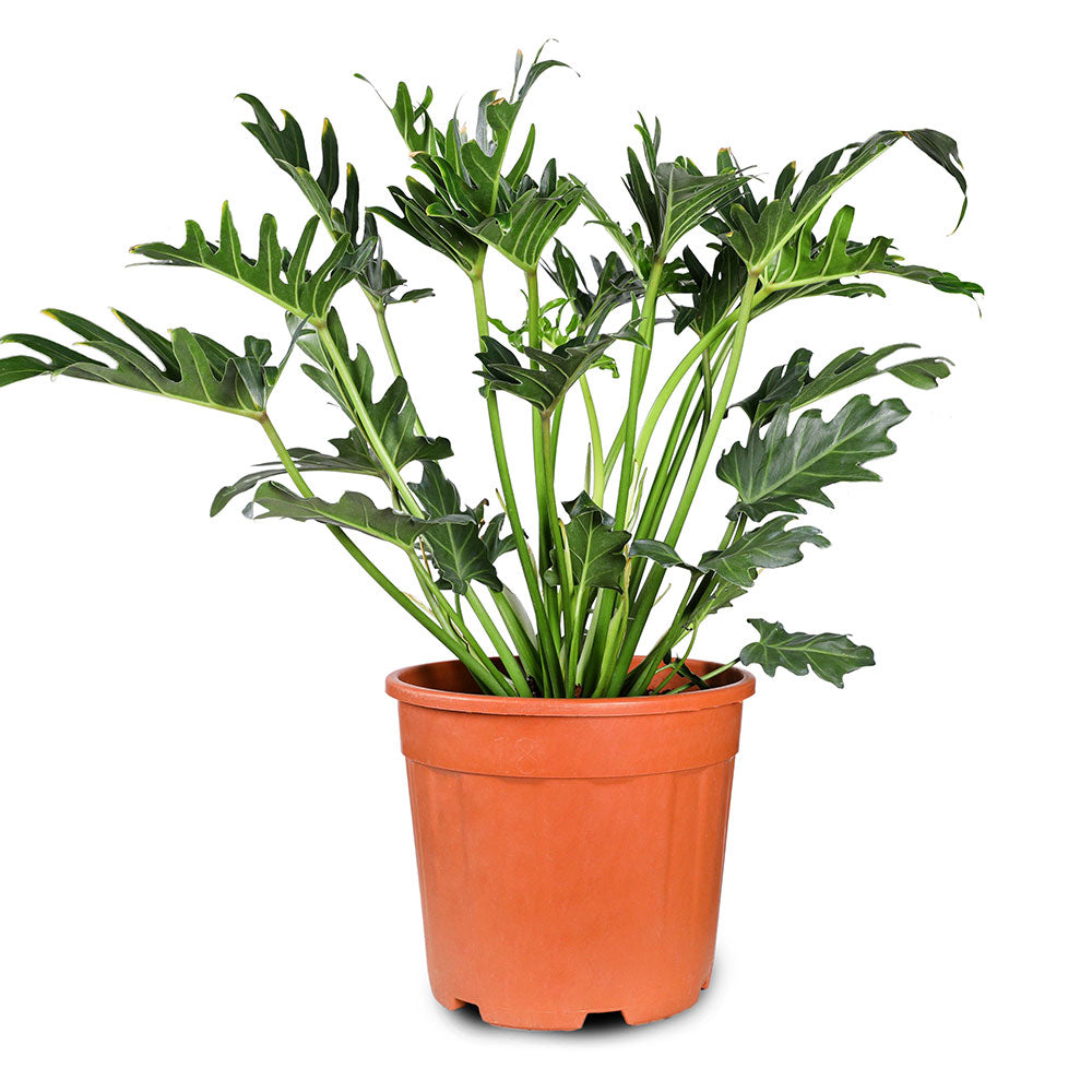 PHILODENDRON XANADU 6LTR - فيلودندرون زانادو