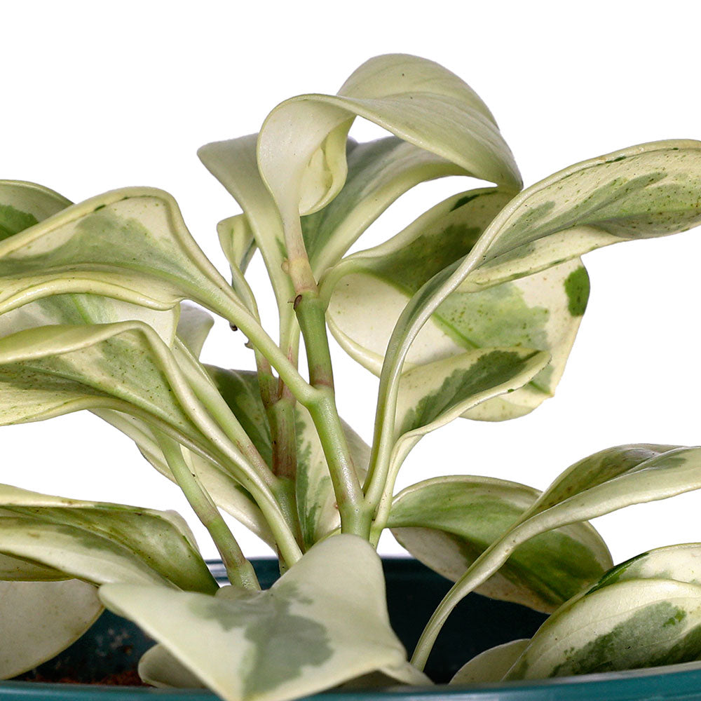 PEPEROMIA OBTUSIFOLIA - بيبيروميا أوبتوسيفوليا