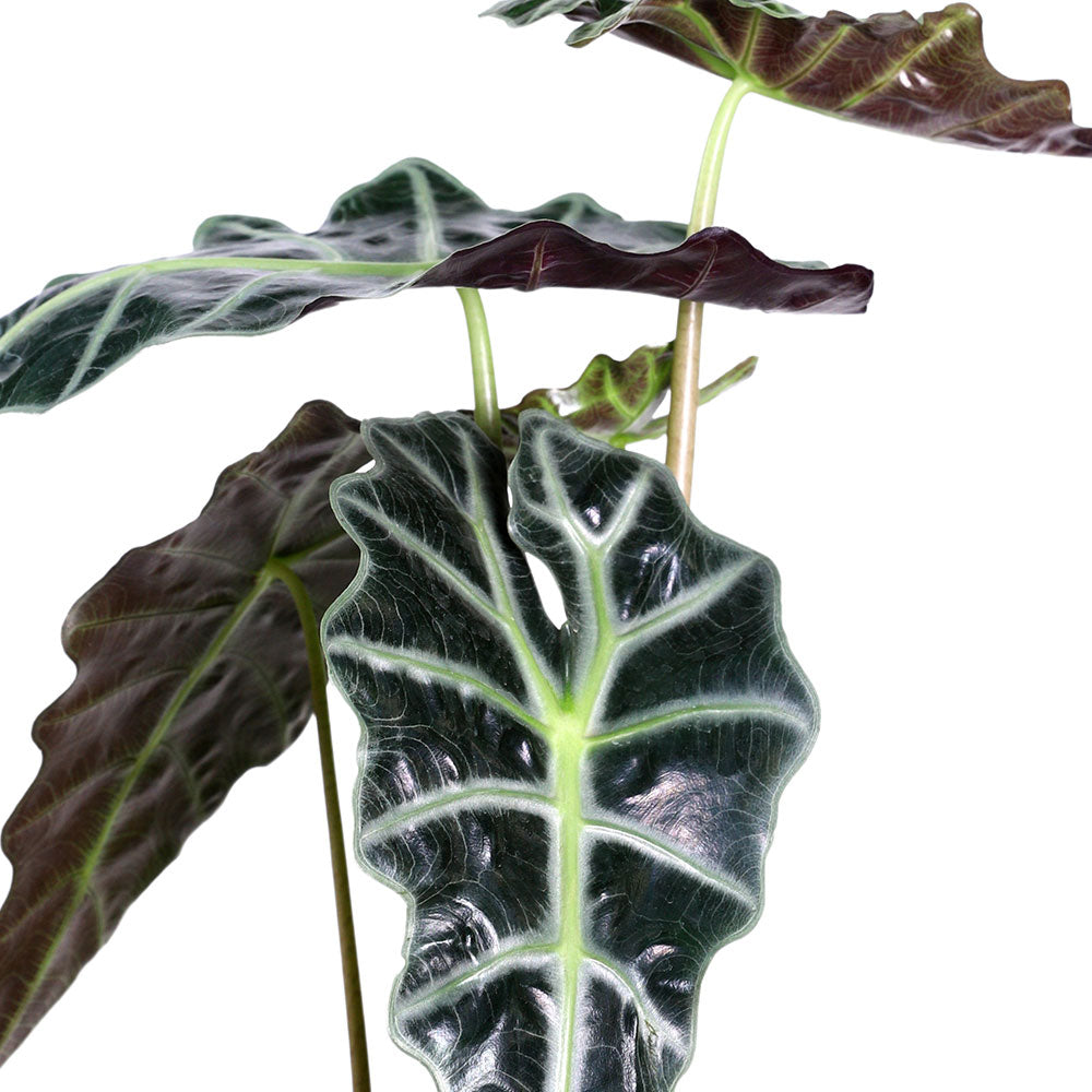 ALOCASIA SANDERIANA - ألوكاسيا ساندريانا