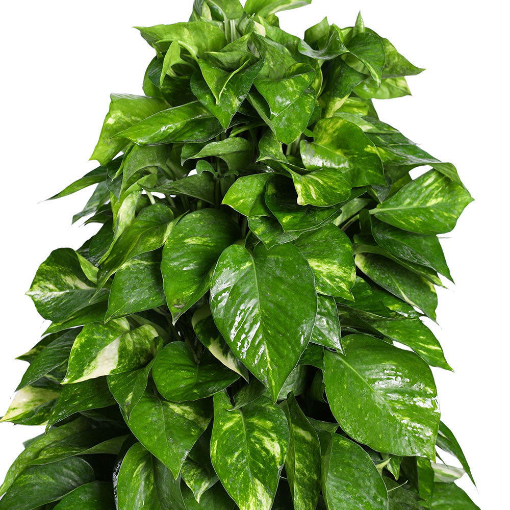 EPIPREMNUM AUREUM MOSSTICK- - ايبيريمنوم (بوتس)