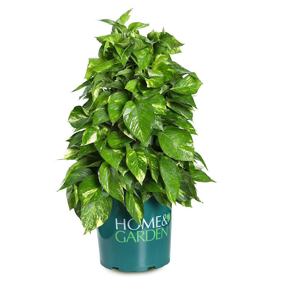 EPIPREMNUM AUREUM MOSSTICK- - ايبيريمنوم (بوتس)