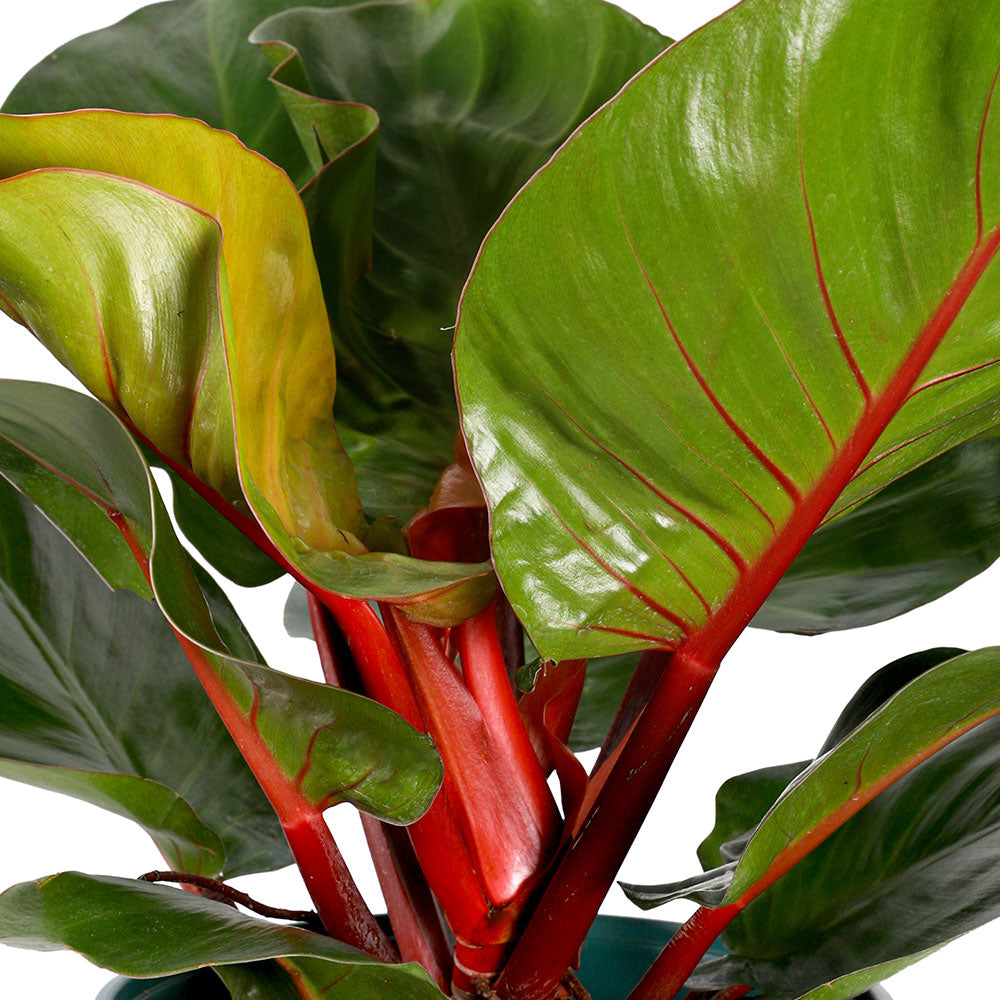 PHILODENDRON CHERRY RED - فيلوديندرون الأحمر