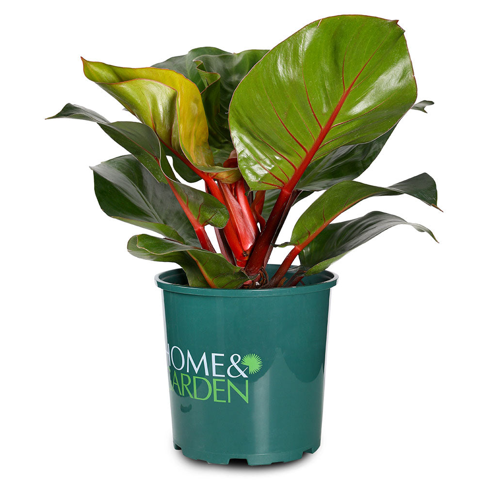 PHILODENDRON CHERRY RED - فيلوديندرون الأحمر