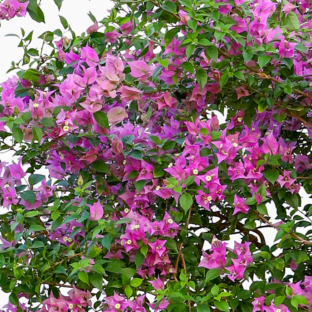 BOUGAINVILLEA COMO TREE جهنمية كومو (مجنونة)