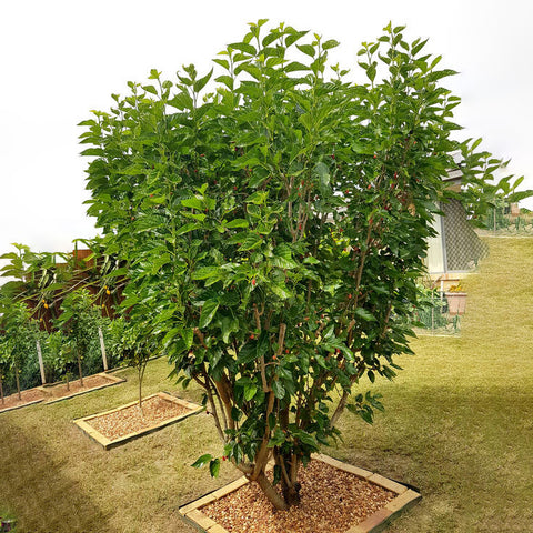 MULBERRY PLANT (MORUS NIGRA 150 CMS) نبتة التوت (موروس نيجرا )