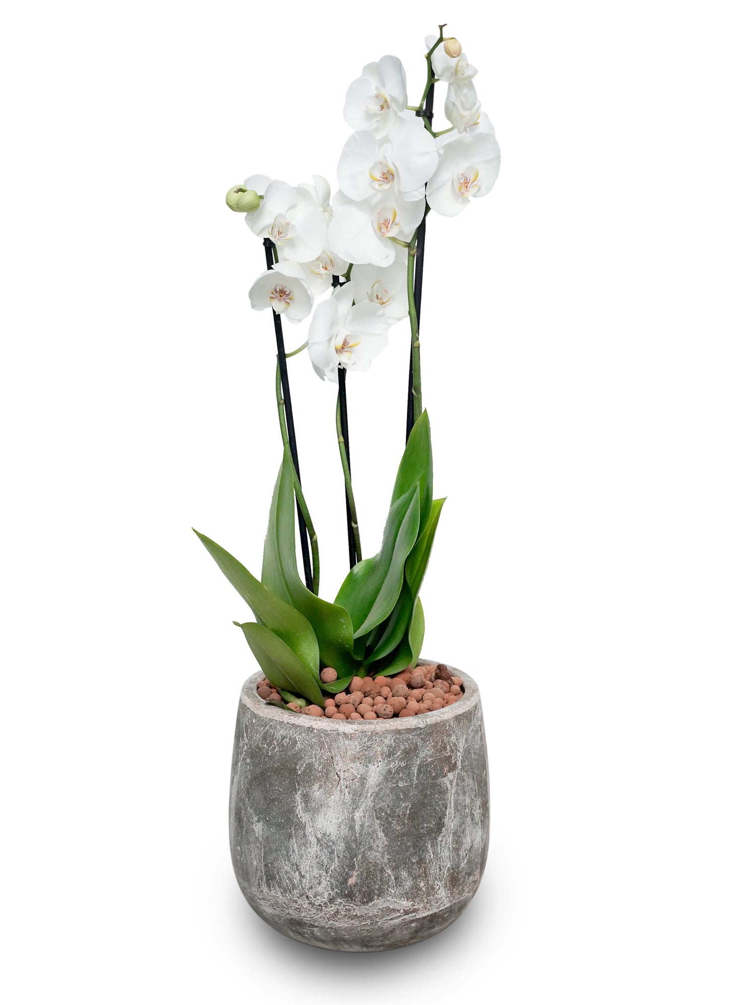 WHITE ORCHID IN AMBER EARTH ROUND CERAMIC POT-أوركيد في حوض سيراميك