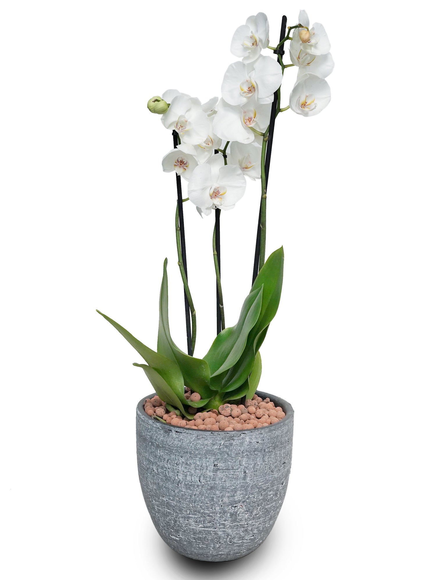 WHITE ORCHID IN BLACK KARLIJN ROUND CERAMIC POT