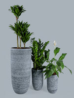 DRACAENA IN KARLIJN ANTHRACITE CERAMIC POT-دراسينا في حوض سيراميك