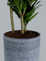 DRACAENA IN KARLIJN ANTHRACITE CERAMIC POT-دراسينا في حوض سيراميك