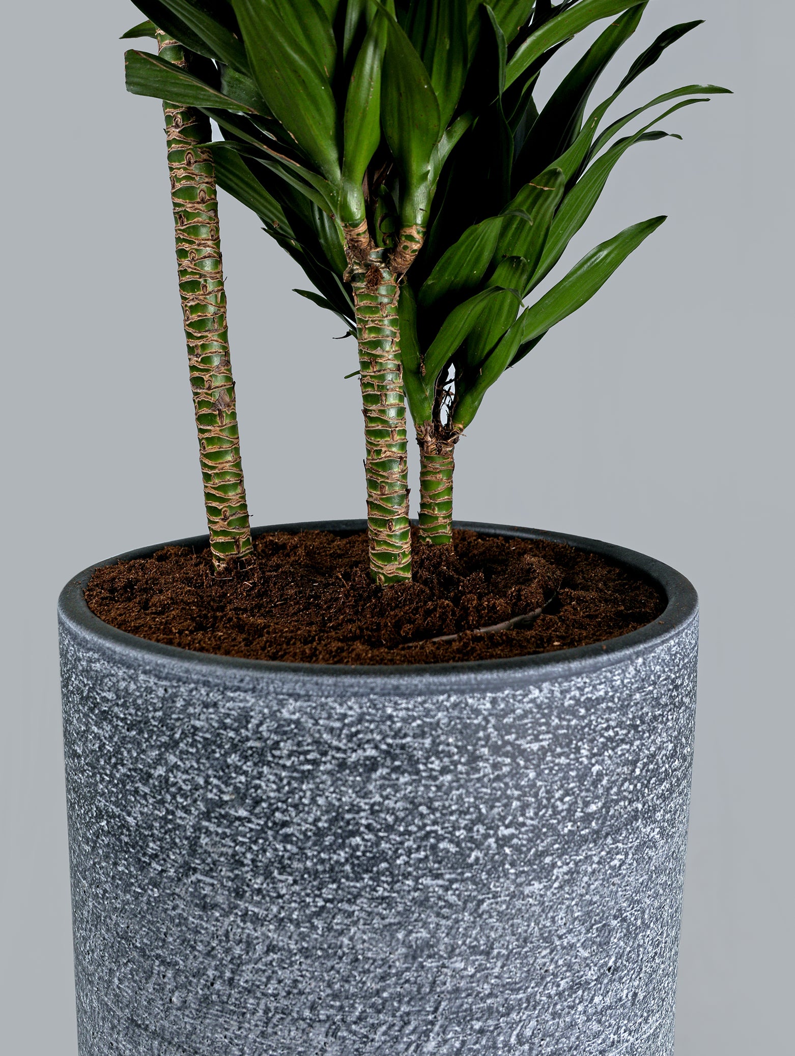 DRACAENA IN KARLIJN ANTHRACITE CERAMIC POT-دراسينا في حوض سيراميك