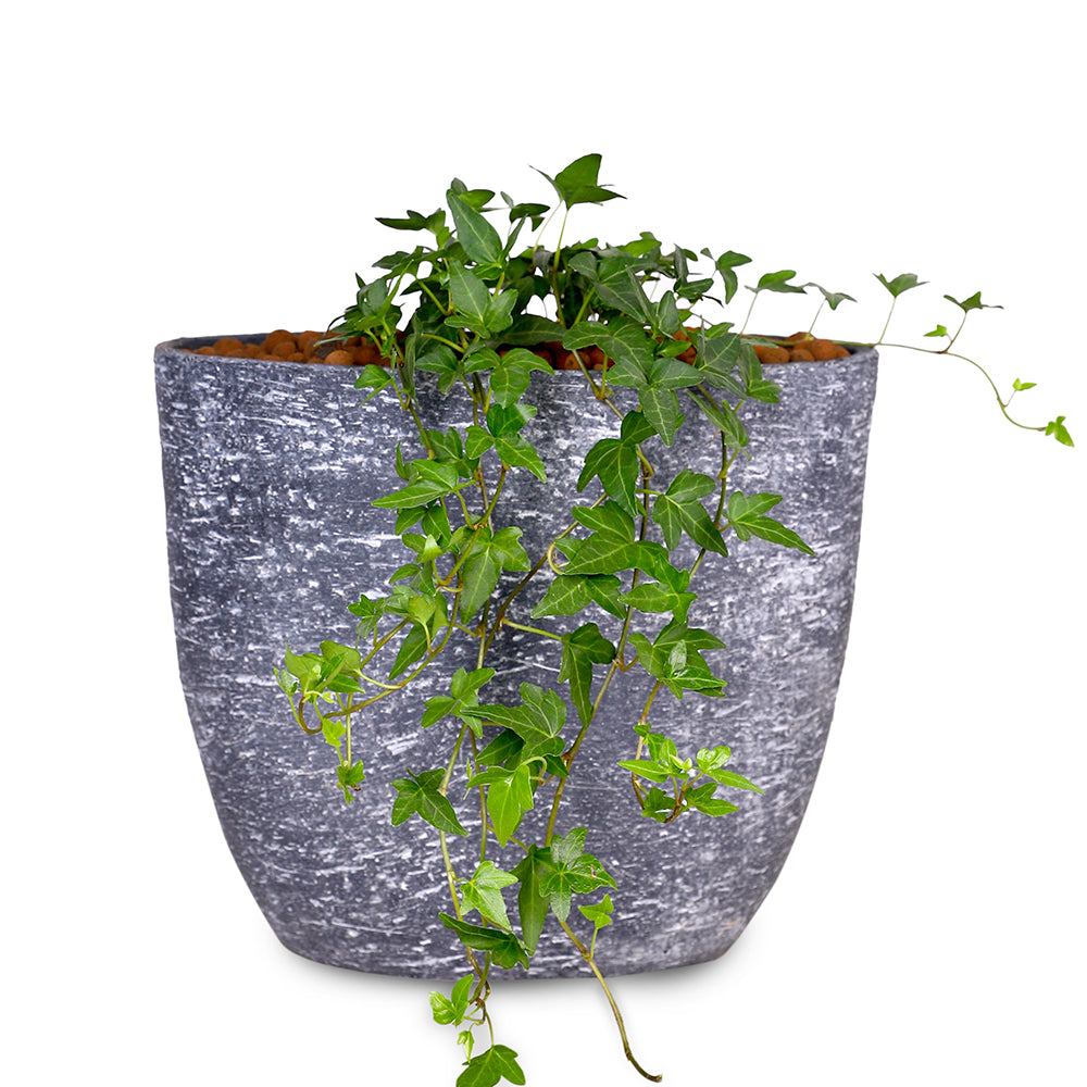 HEDERA HELIX YERUDA BLACK OVAL VASE نبتة هايدرا سيلكس مع حوض أسود من السيراميك