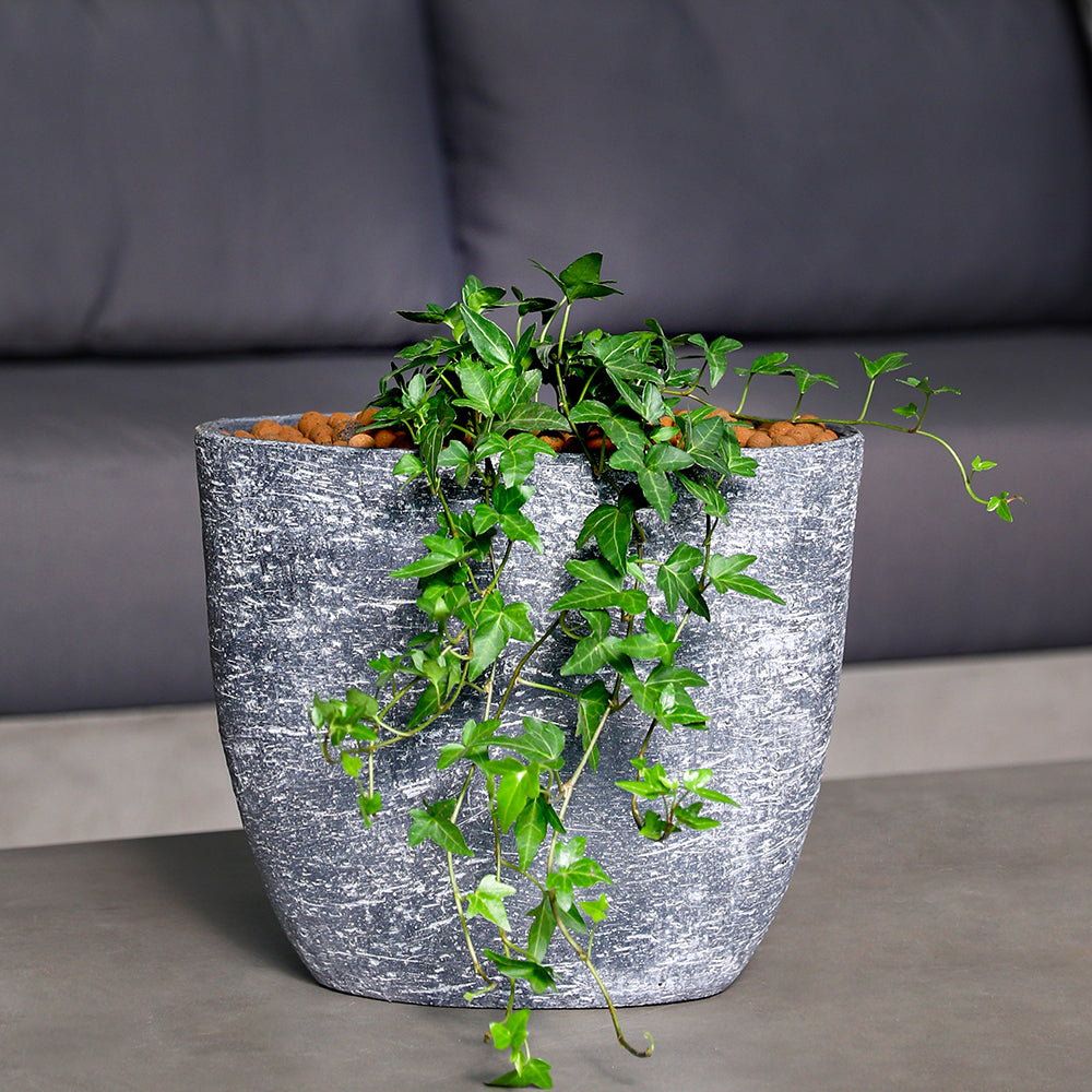 HEDERA HELIX YERUDA BLACK OVAL VASE نبتة هايدرا سيلكس مع حوض أسود من السيراميك