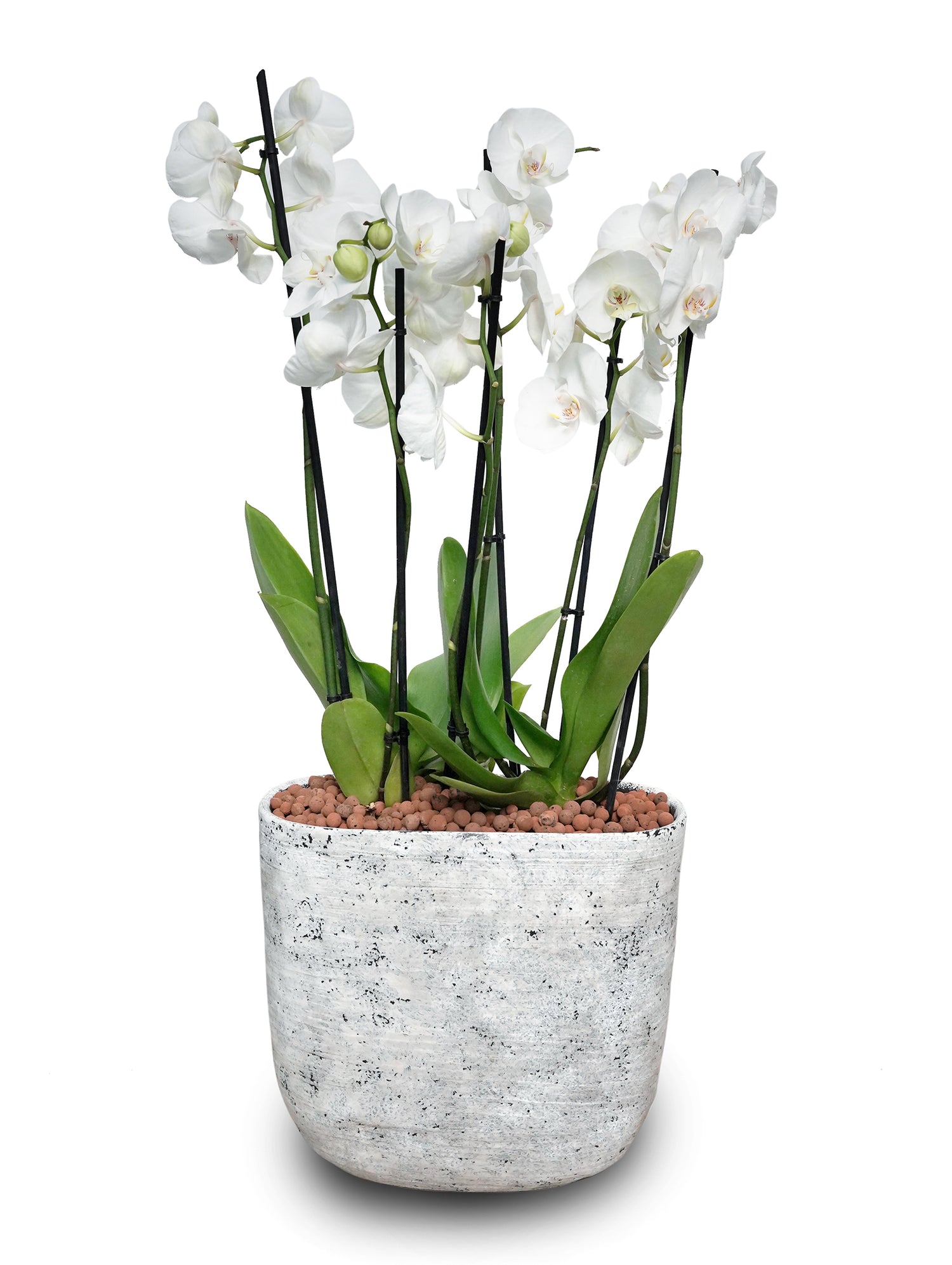 WHITE ORCHID IN DIAN CEMENT POT- أوركيد في حوض ديان