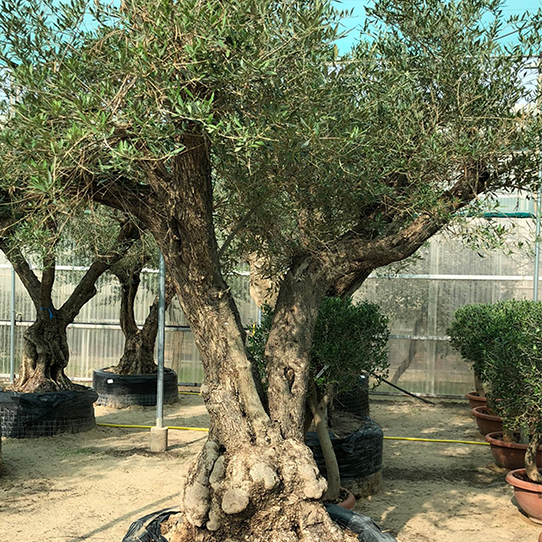 OLEA EUROPEA BRANCHED - LARGE زيتون متفرعة حجم كبير