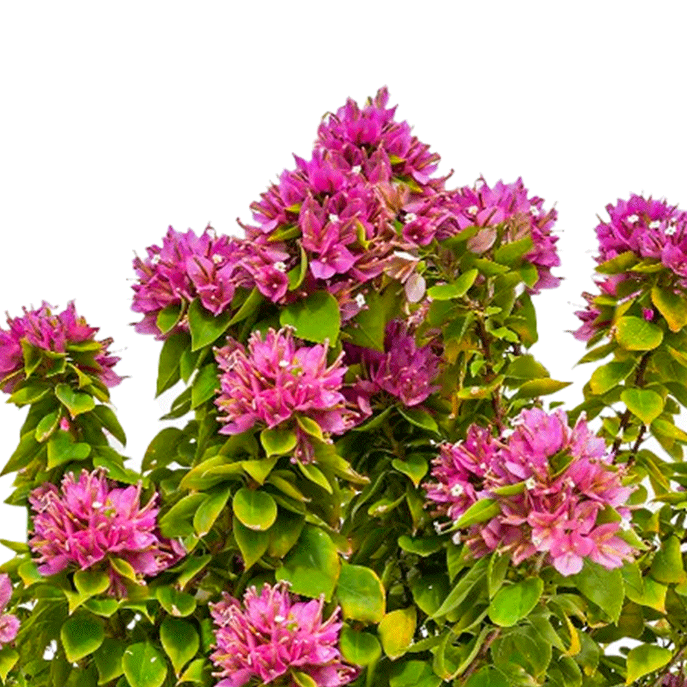 BOUGAINVILLEA CATANIA جهنمية (مجنونة ) كاتانيا