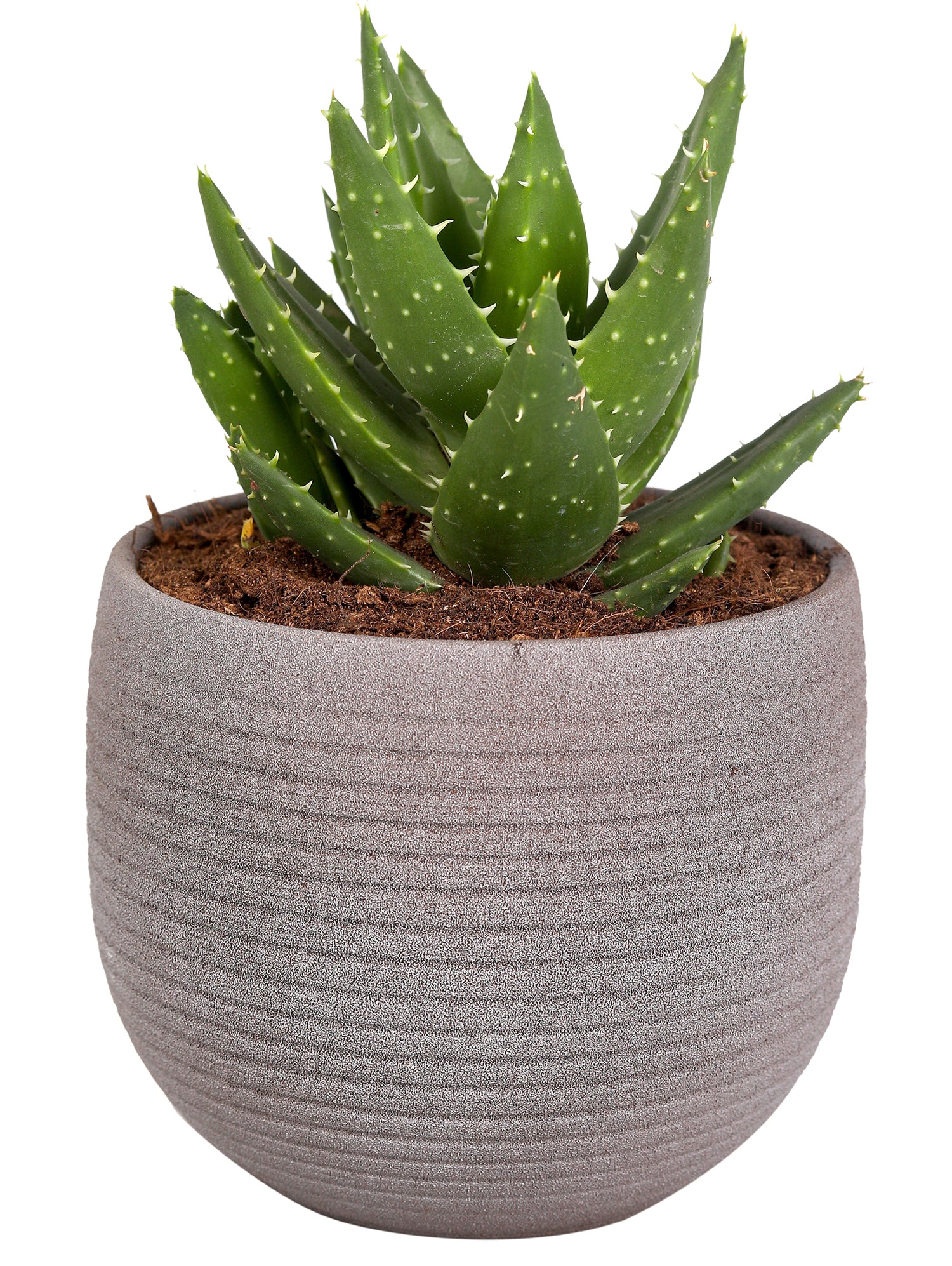 ALOE MIXED IN UMBER STONE ROUND CERAMIC POT - الوفيرا في حوض دائري من السيراميك الحجري