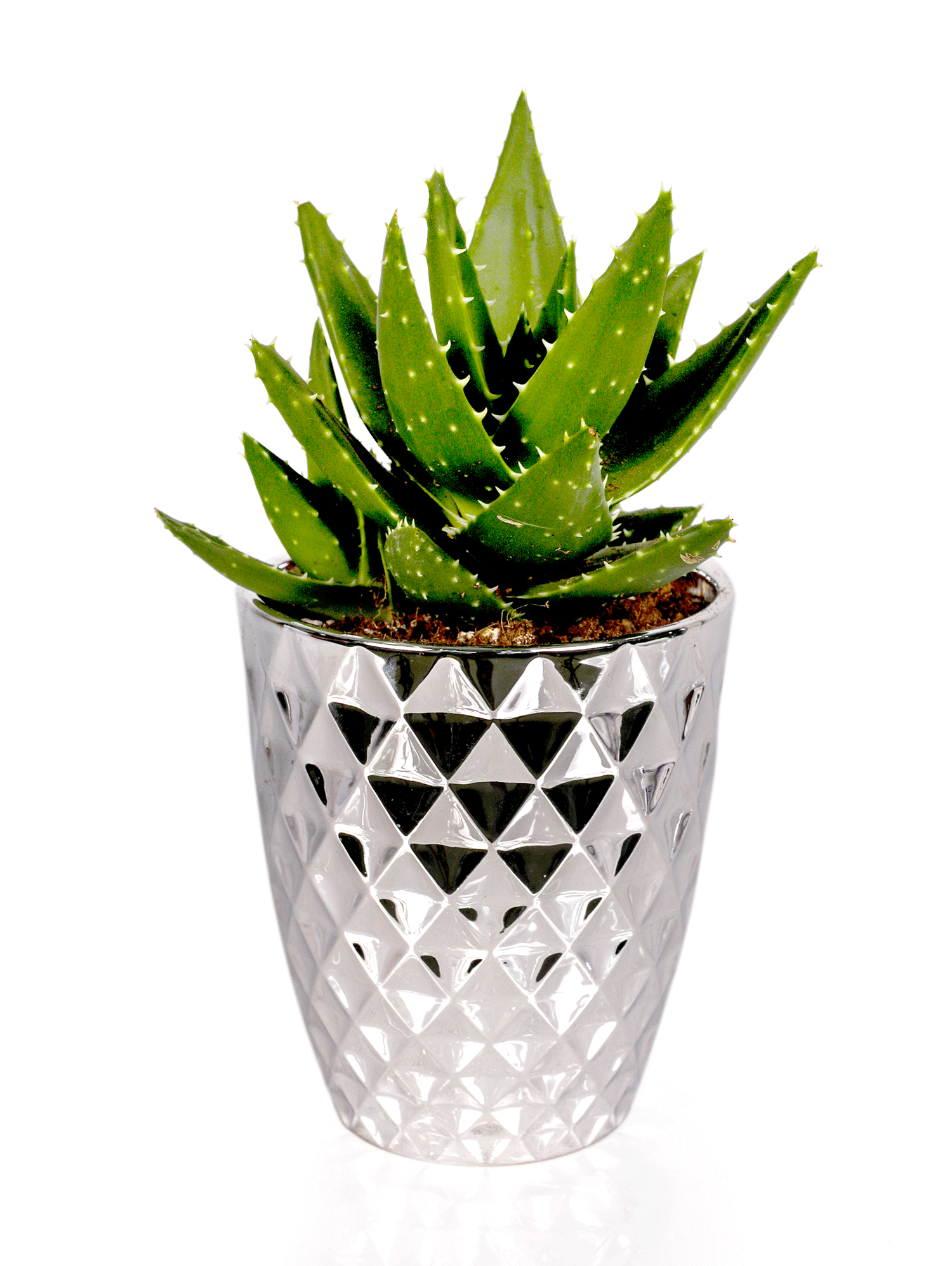 ALOE MIXED IN MIRROR FINISH CERAMIC POT  الوفيرا  في حوض سيراميك