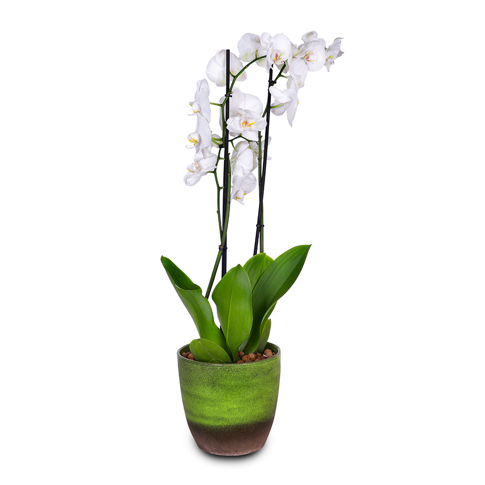 WHITE ORCHID IN ROUND JUNGLE GREEN CERAMIC POT