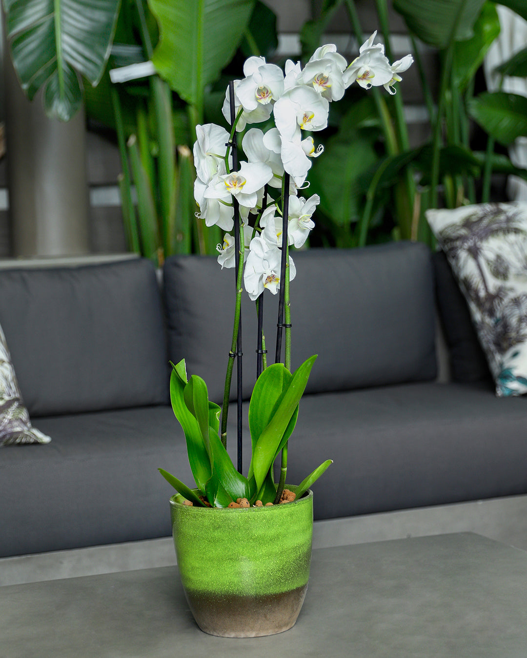 WHITE ORCHID IN ROUND JUNGLE GREEN CERAMIC POT