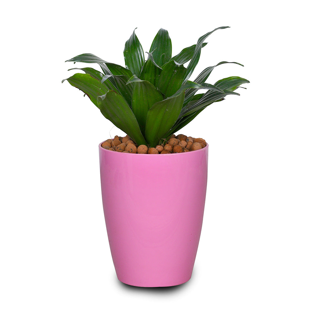 DRACAENA COMPACTA IN ROUND PINK PLASTIC POT  دراسينا كومباكتا في حوض بلاستيك