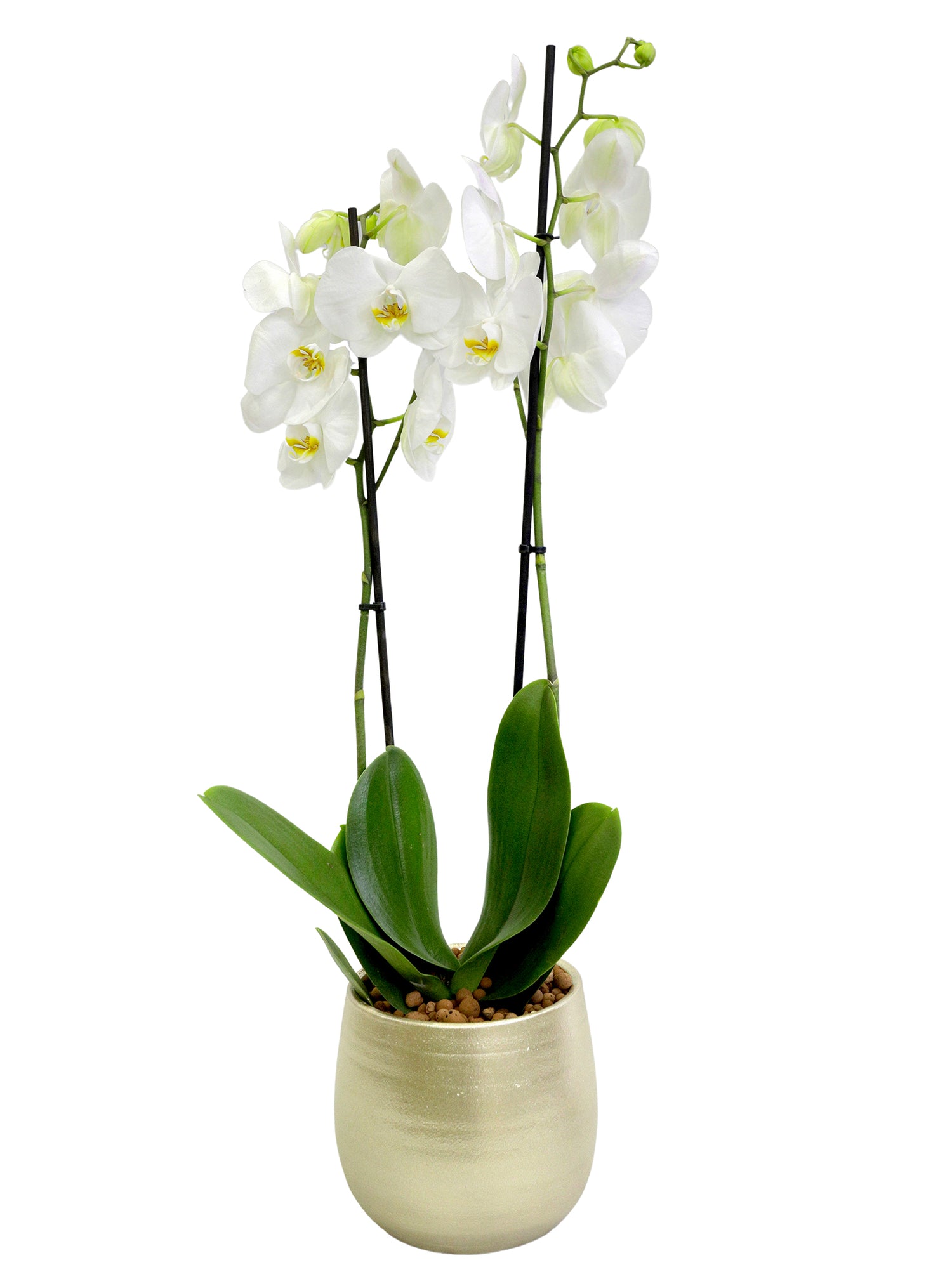 WHITE ORCHID IN CHAMPAGNE CERAMIC POT (DYE CUT STICKER OPTION AVAILABLE)- أوركيد في حوض سيراميك (يتوفر خيار كرت المناسبات)