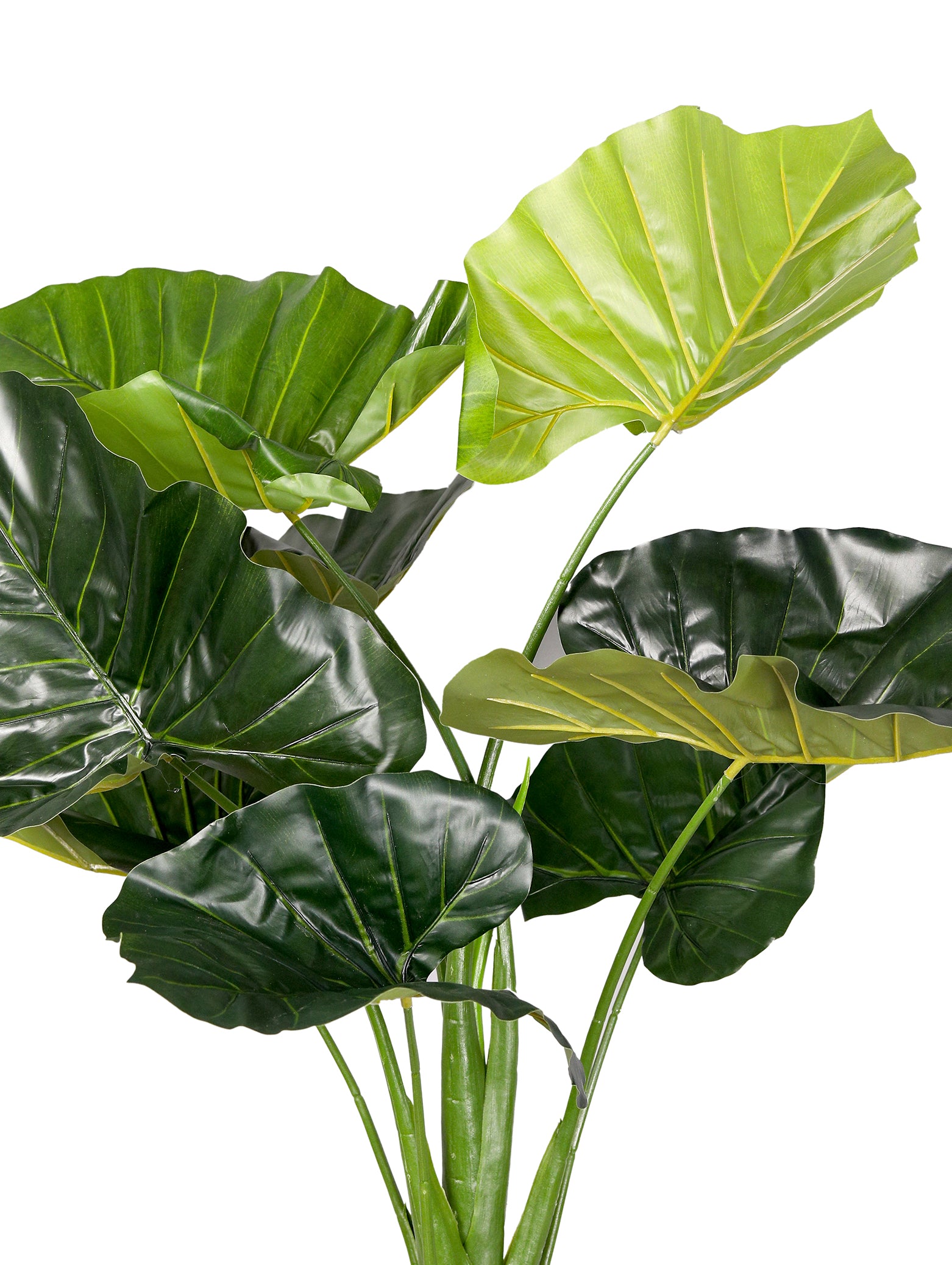 Artificial Alocasia Size S Order Artificial Plants Online in Kuwait