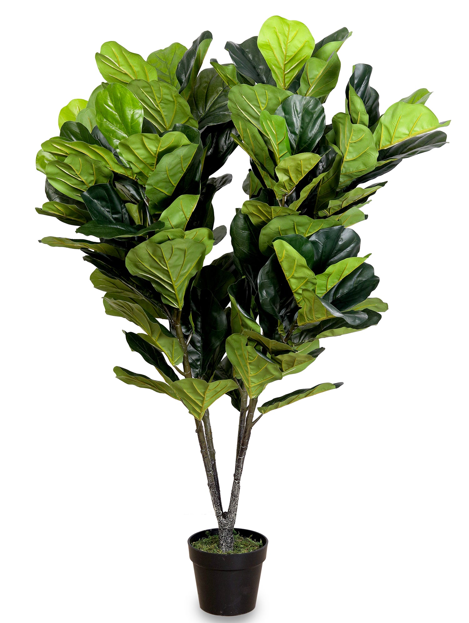 ARTIFICIAL FICUS LYRATA PLANT LARGE- فيكس ليراتا صناعى حجم كبير