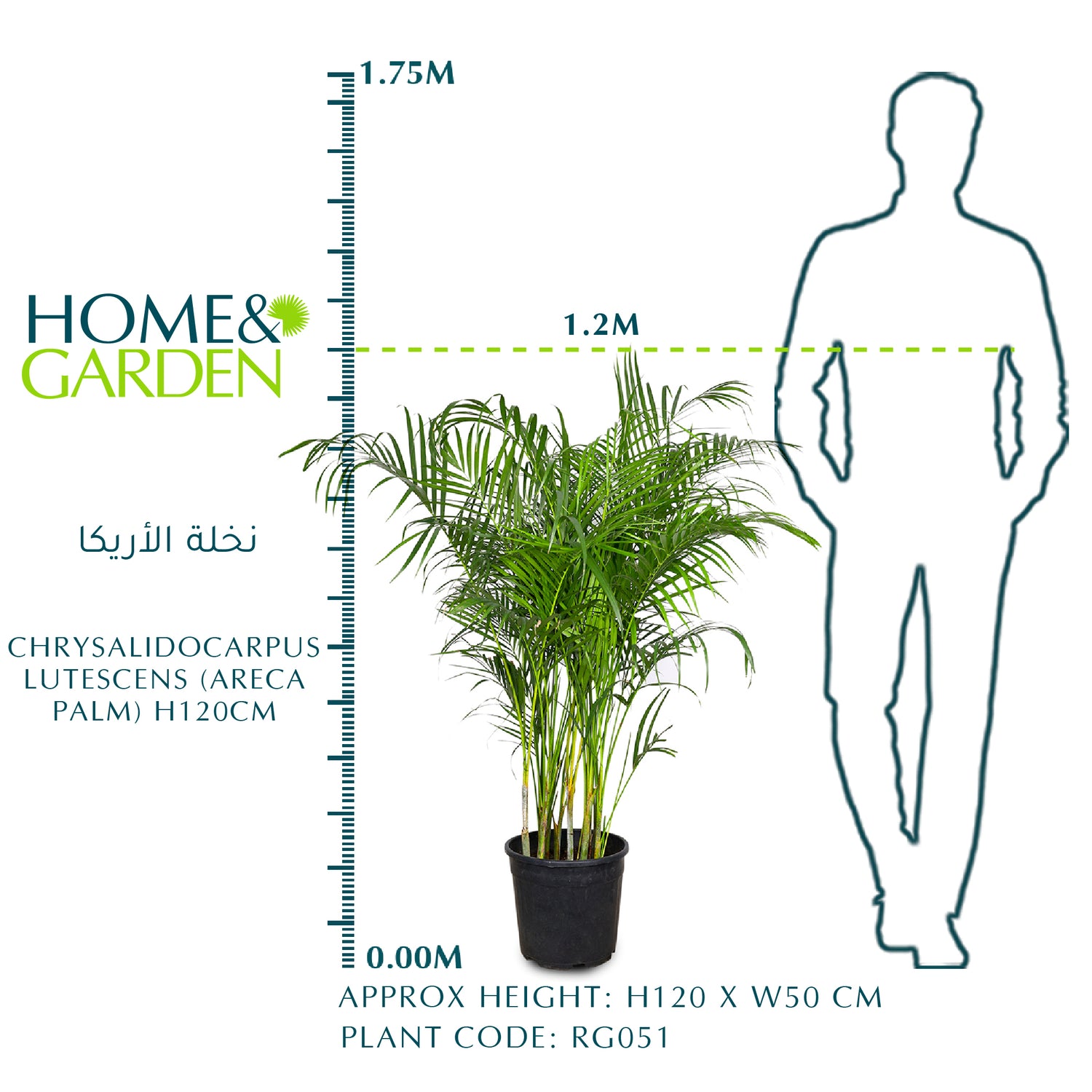 CHRYSALIDOCARPUS LUTESCENS (ARECA PALM) أريكا