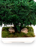 PRESERVED BONSAI JUNIPER SMALL - شجرة بونساي المجففة صغير